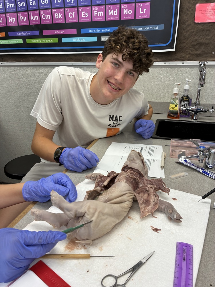 Biology, fetal pig dissections