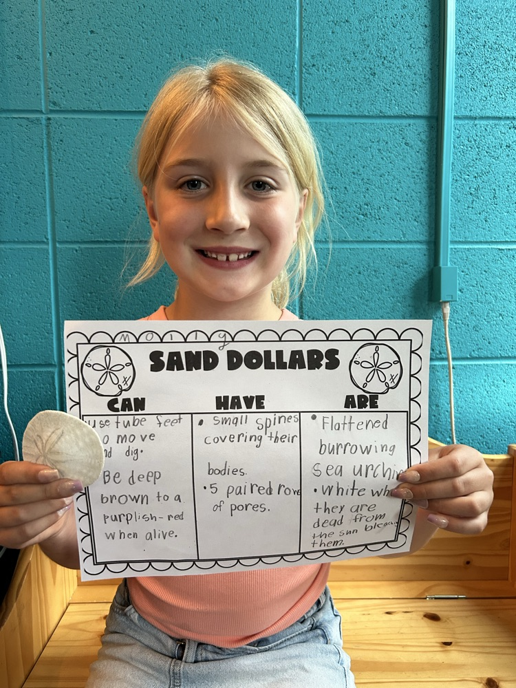 Learning About Sand Dollars!