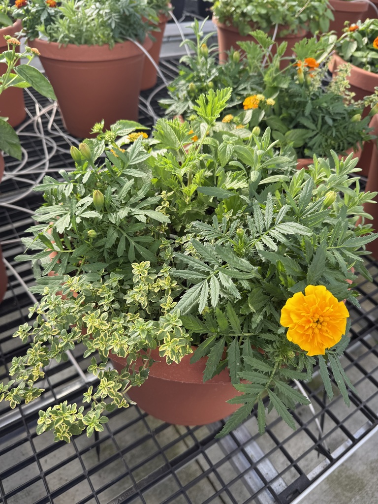 Mosquito Garden