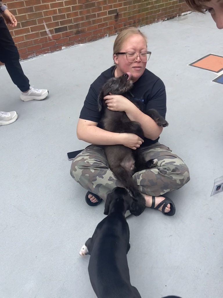puppies