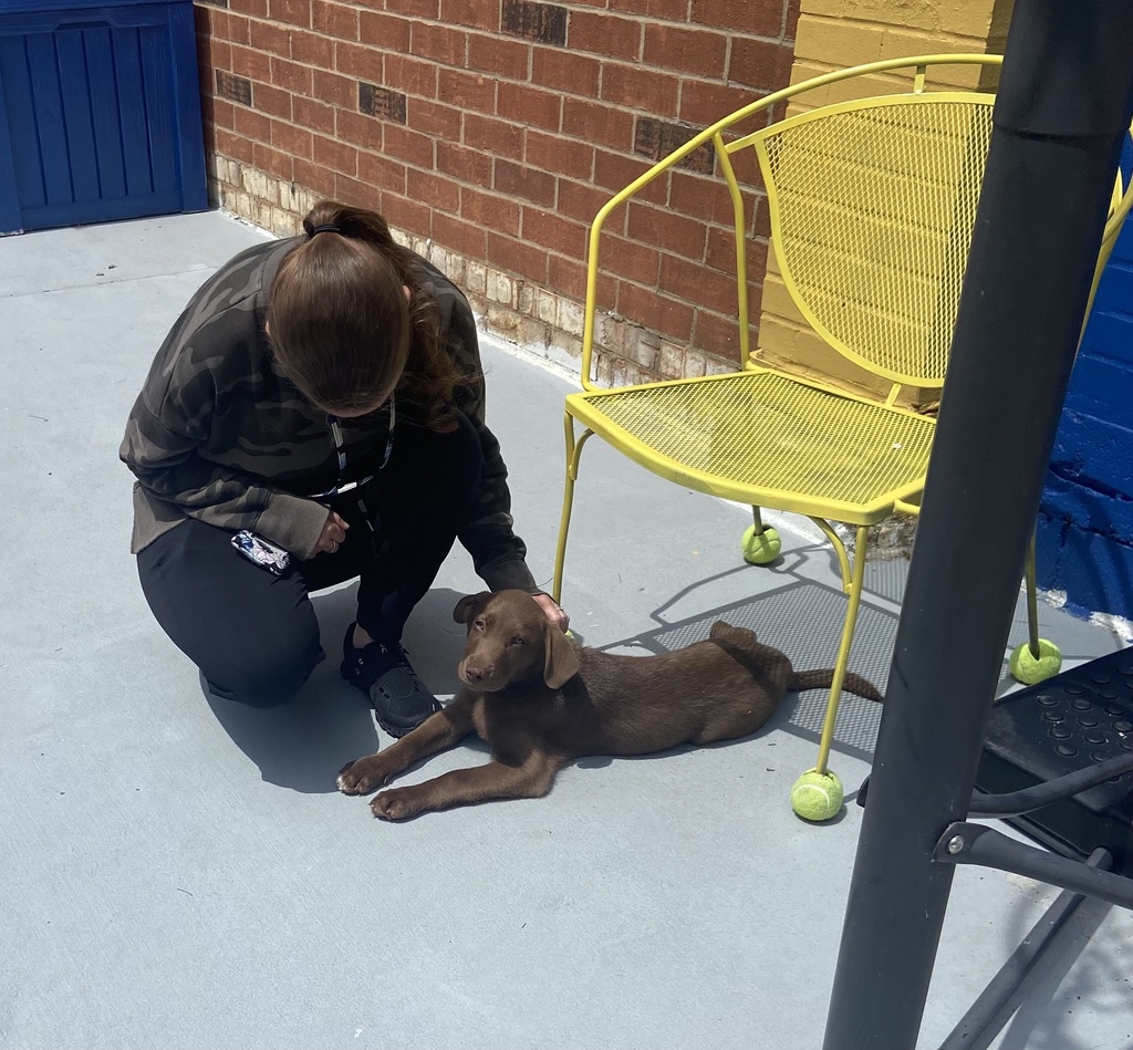 puppies