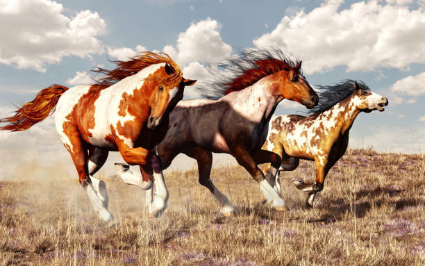 horses
