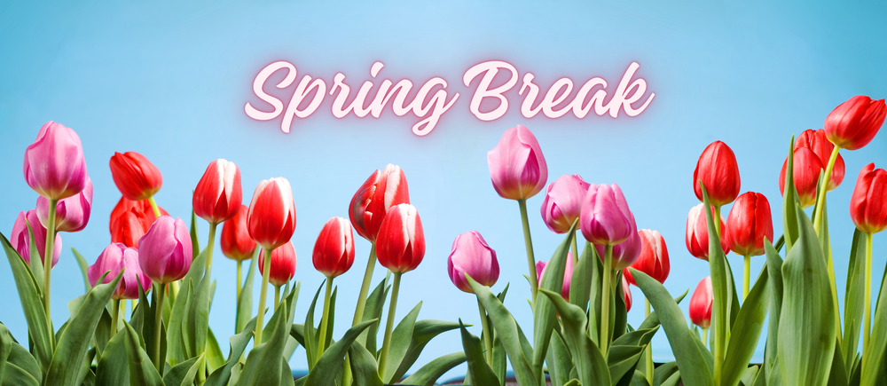 Pink and red tulips with green stems on a blue background