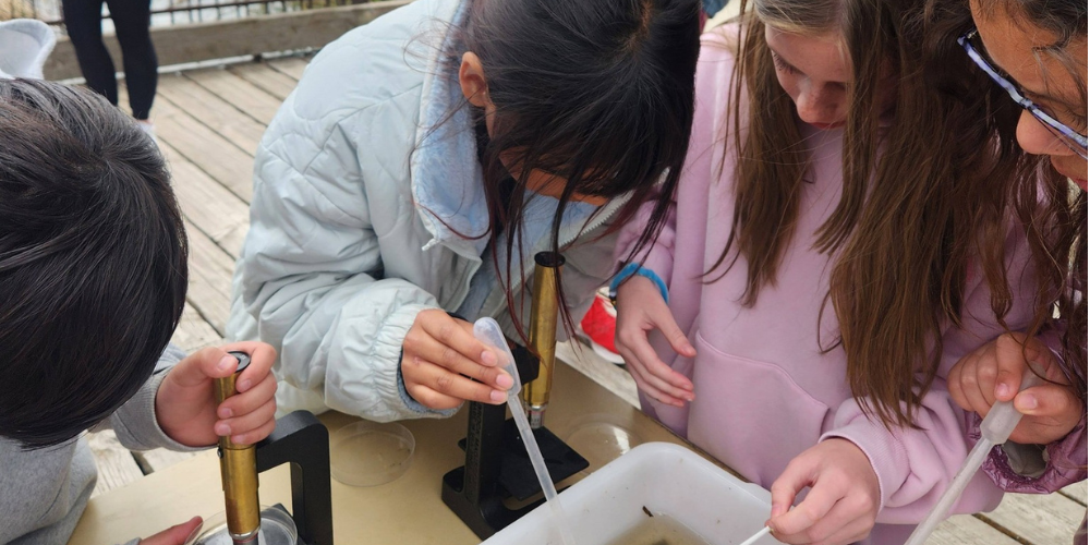 Three girls and boy are looking at bugs in water. There is a tub of water and students are using pipettes to  draw up the water. The boy is looking at the water  under a microscope. 