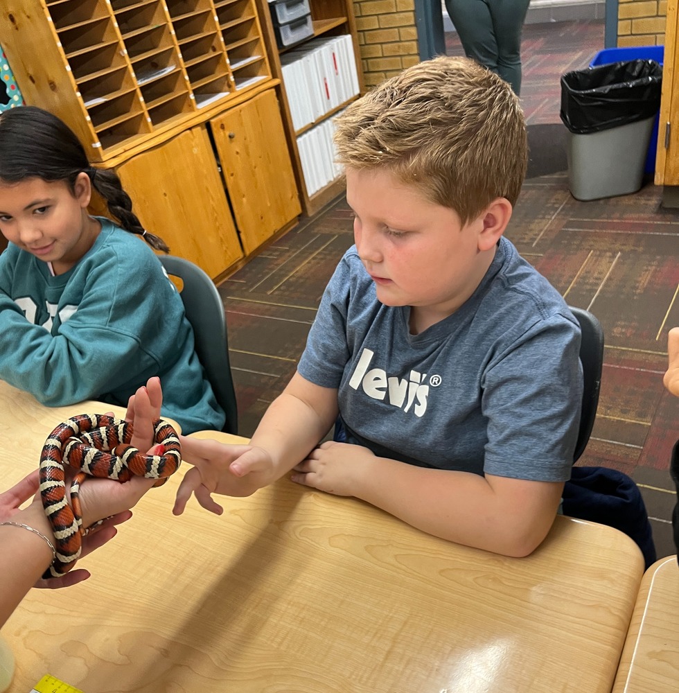4th grade student meeting a small red, white, and blacked striped snake