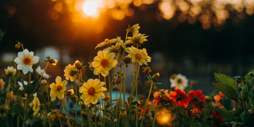 flowers as the sun is setting.