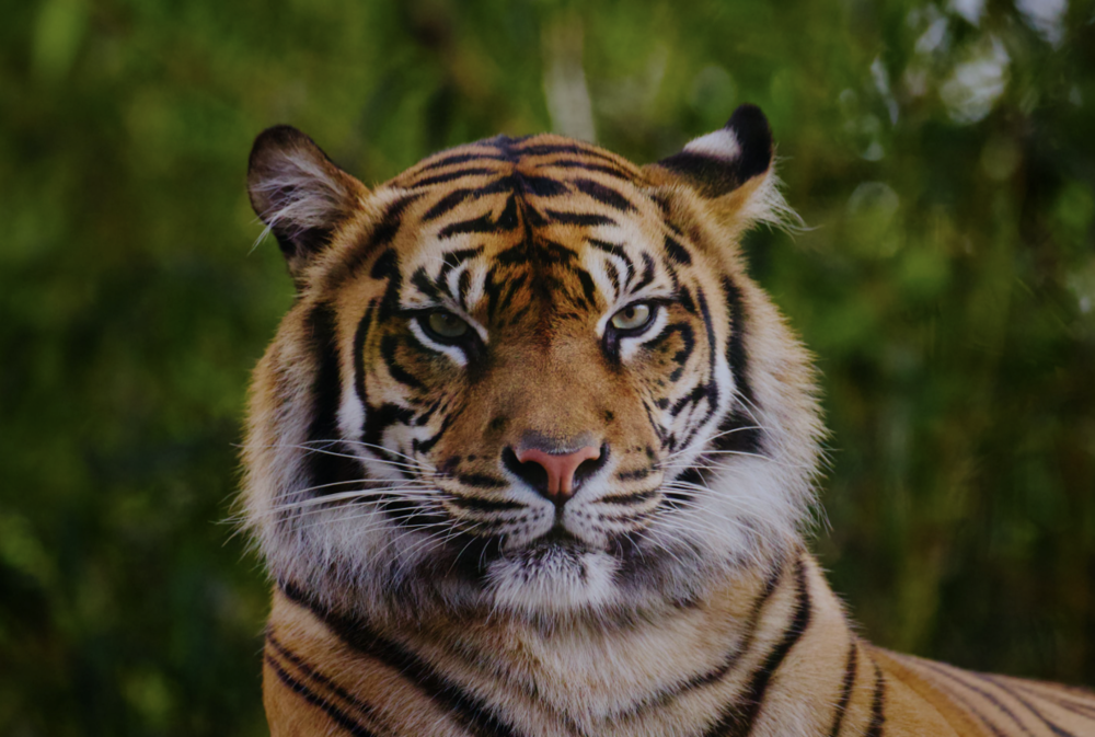 Picture of Tiger