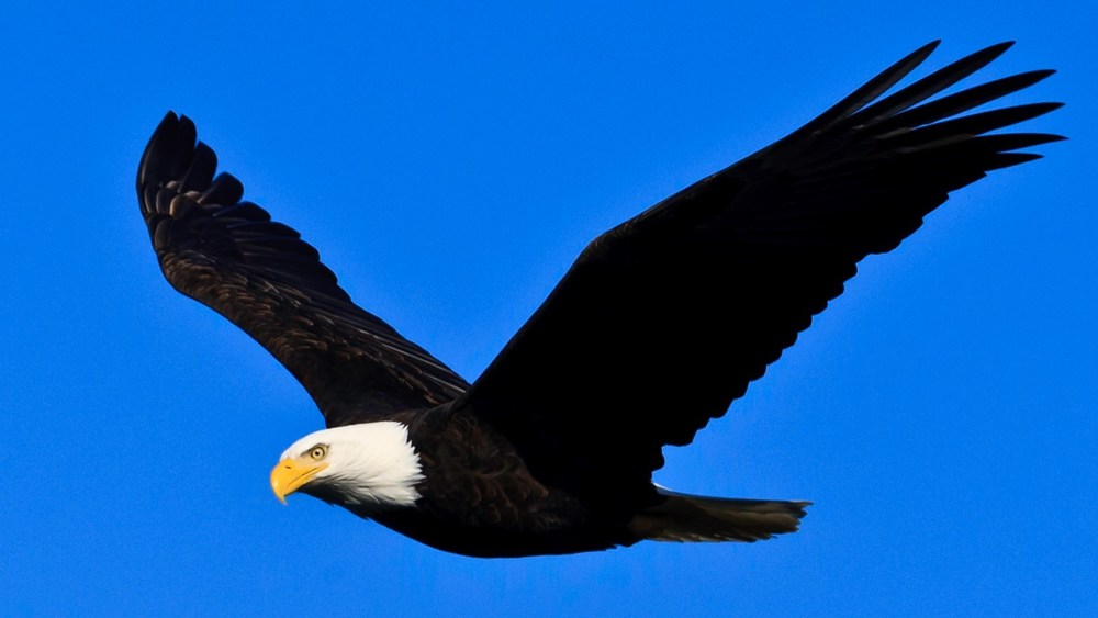 Eagle Flying