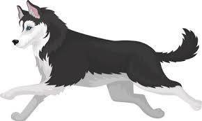 husky dog running clipart