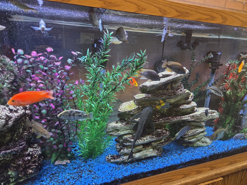 An image of the inside of a fish tank with fish swimming around in it.