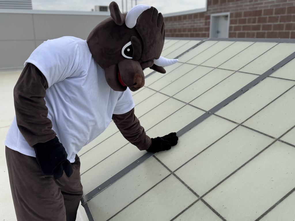 Chip looking in a skylight