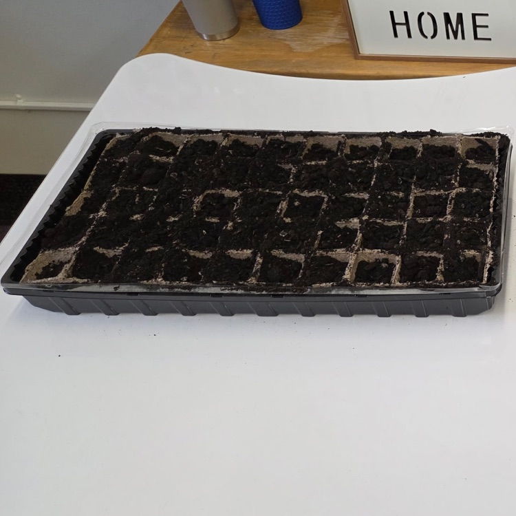 seeds in dirt ready to grow! 