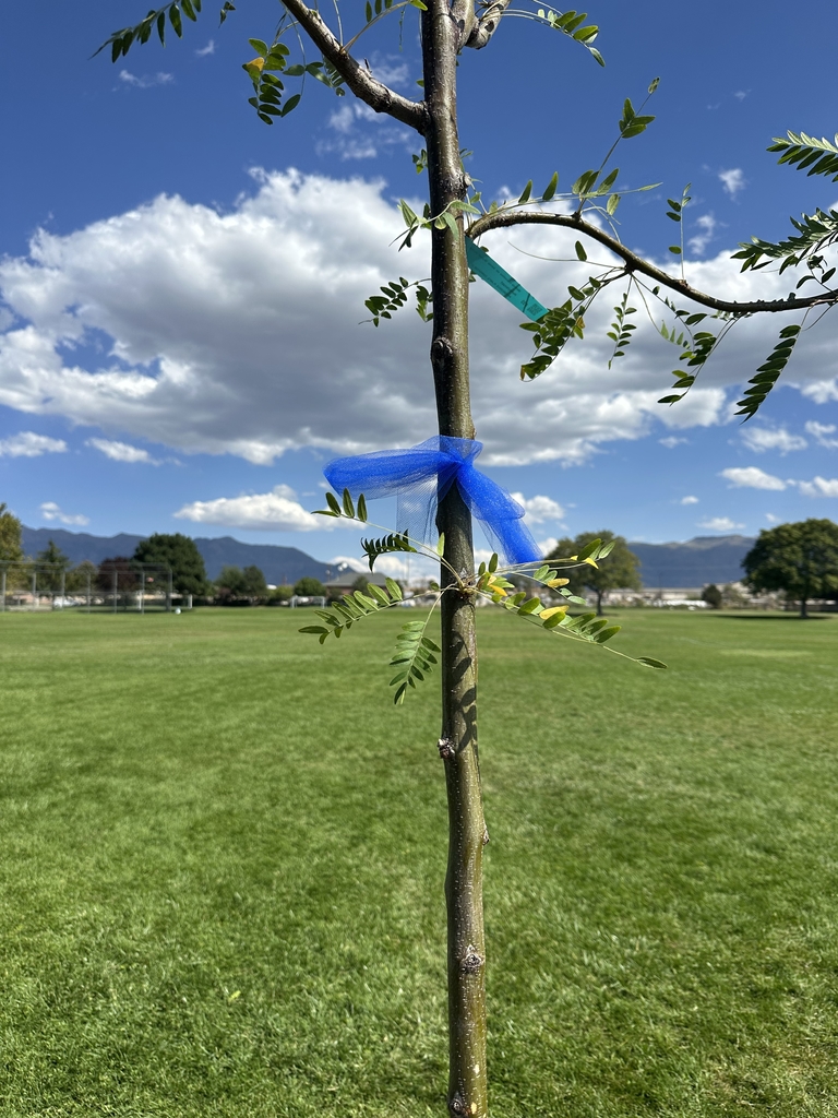 Picture of a thin tree trunk with a few small branches and green leaves. There is a blue ribbon tied around the trunk.