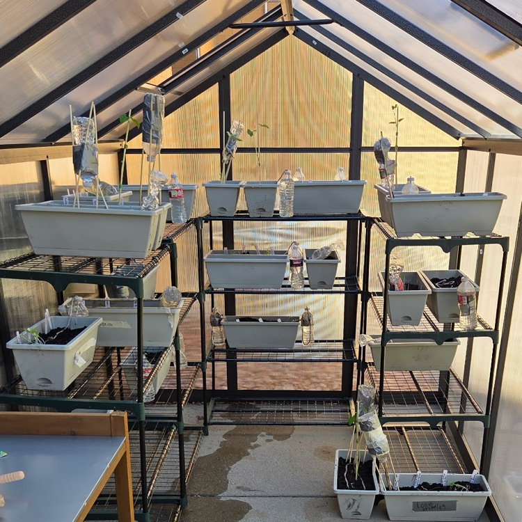 greenhouse