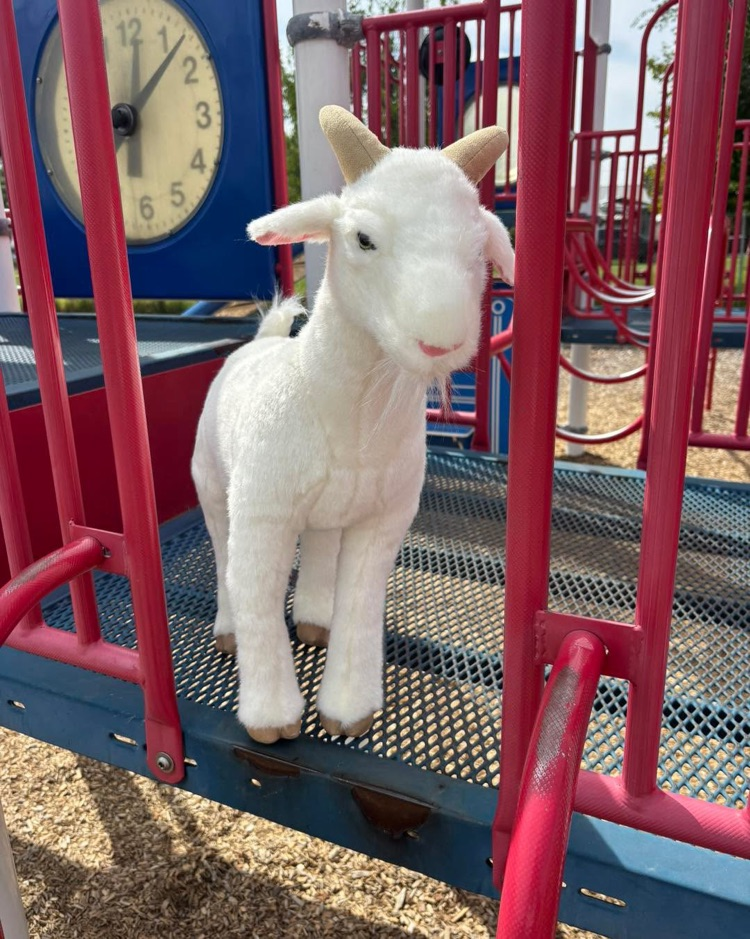 Recess goat playing on the playground.