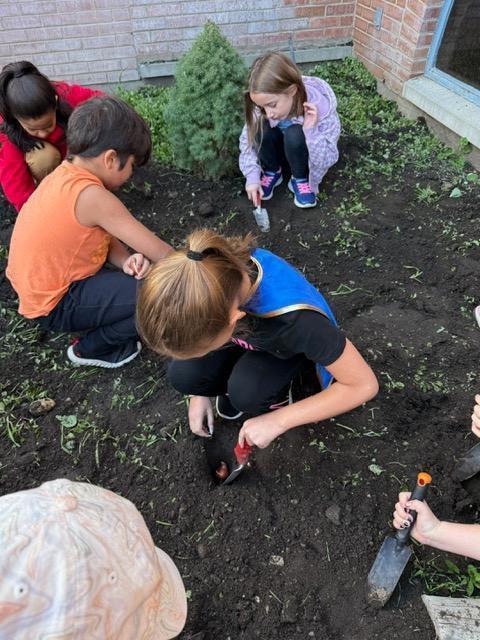 a group of children planting tulip bulbs on an overcast day in the courtyard of their school