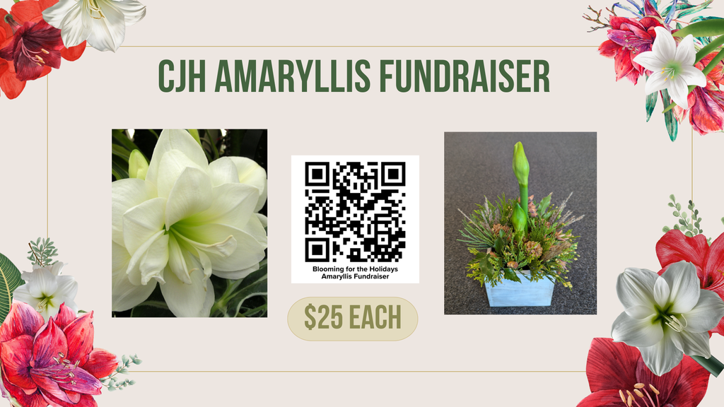 CJH Amaryllis Sale Fundraiser - Pictures of Amaryllis Flowers - QR Code for fundraiser website - $25 per potted Amaryllis plant