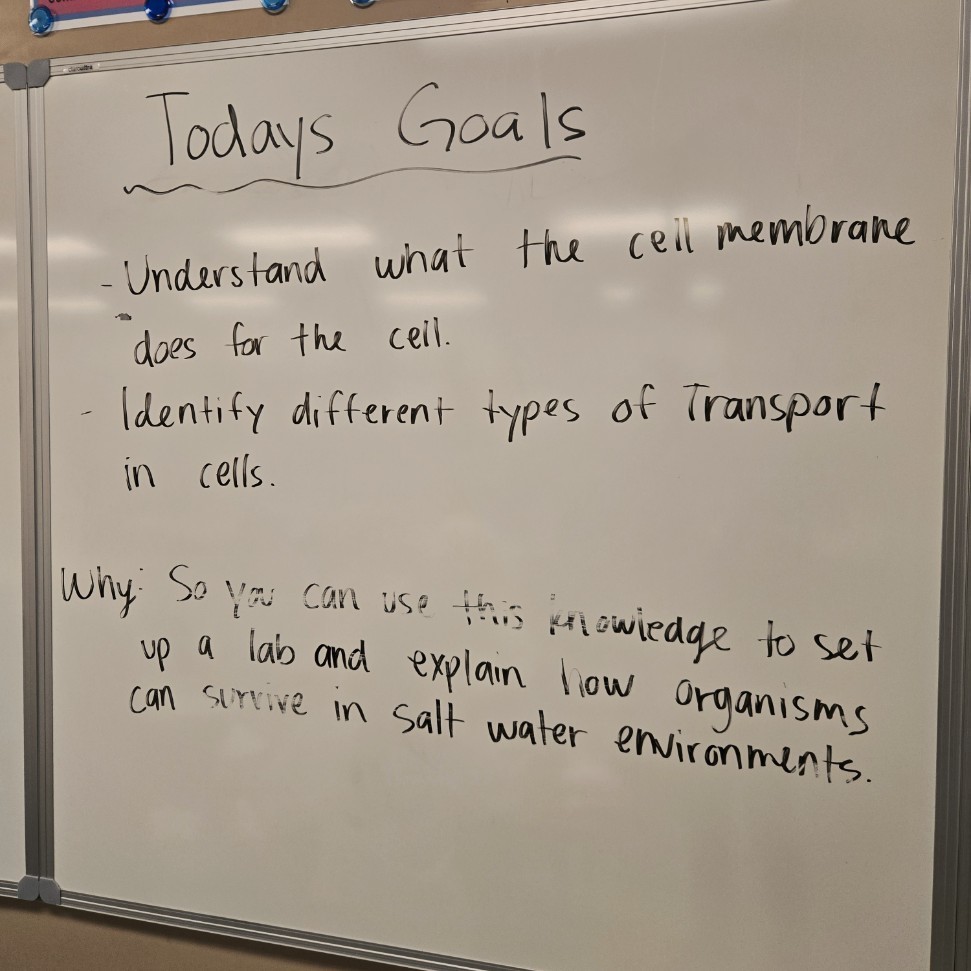 white board stating: Todays Goals
Understand what the cell membrane does for the cell.
Identify different types of Transport in cells.
Why: So you can use this knowledge to set up a lab and explain how organisms can survive in salt water environments.