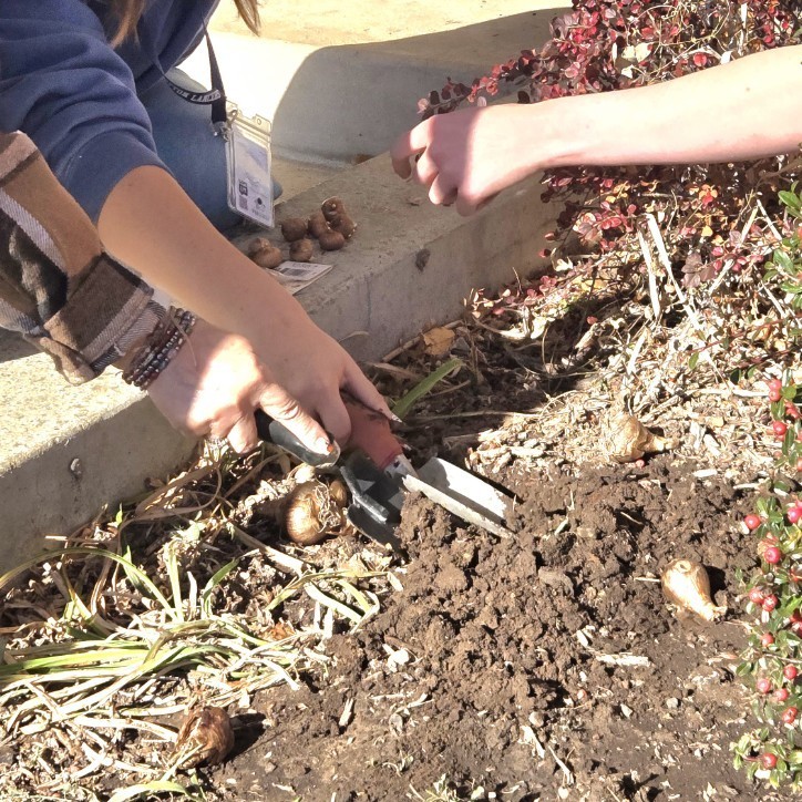 multiple hands working to plant bulbs in the ground