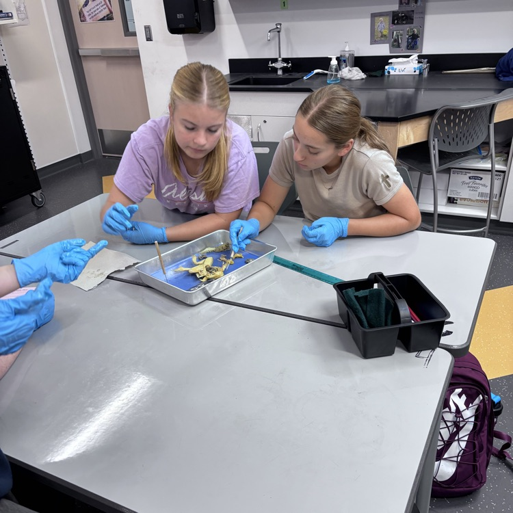 dissecting frogs
