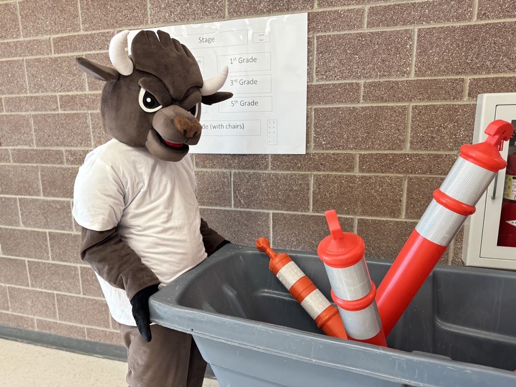 Chip the buffalo moving traffic cones