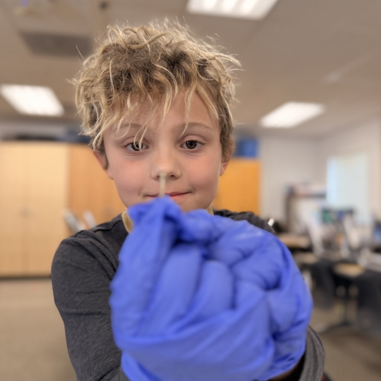 Student dissecting owl pellets! 