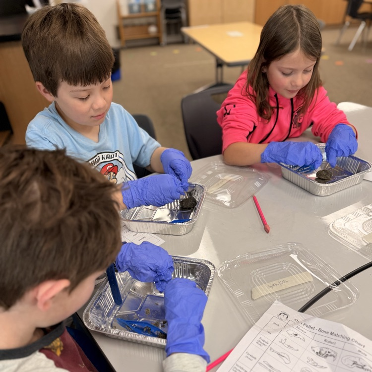 Student dissecting owl pellets! 