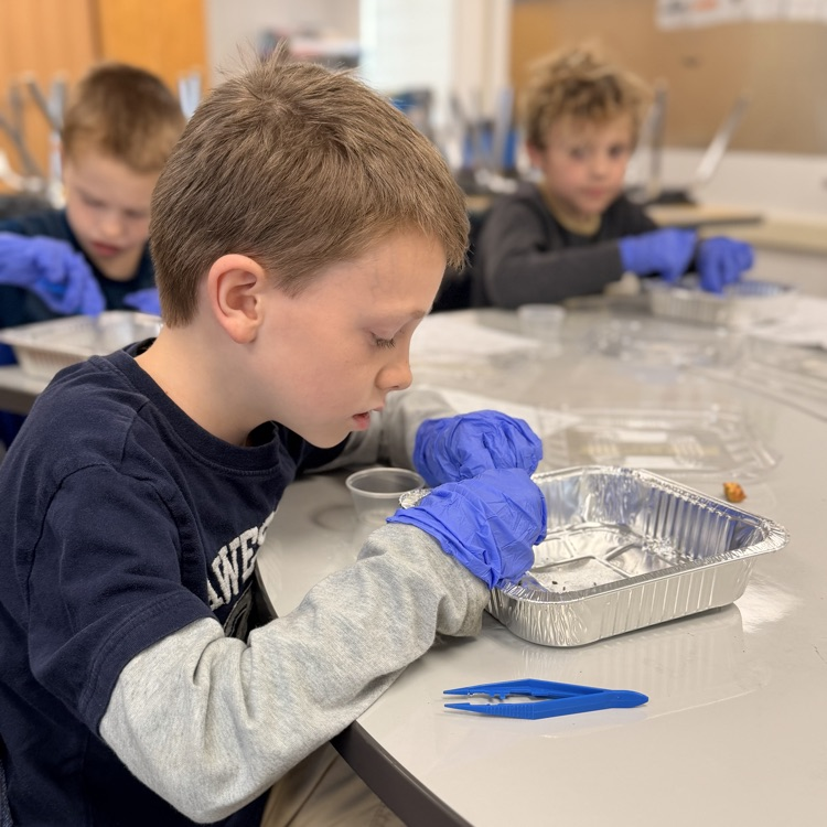 Student dissecting owl pellets! 