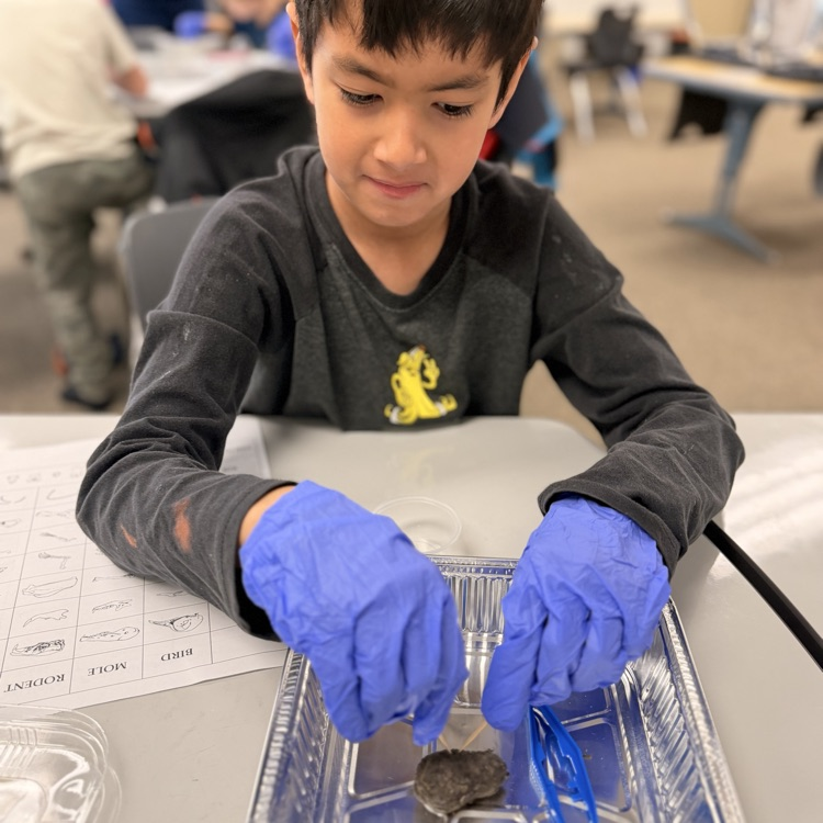 Student dissecting owl pellets! 