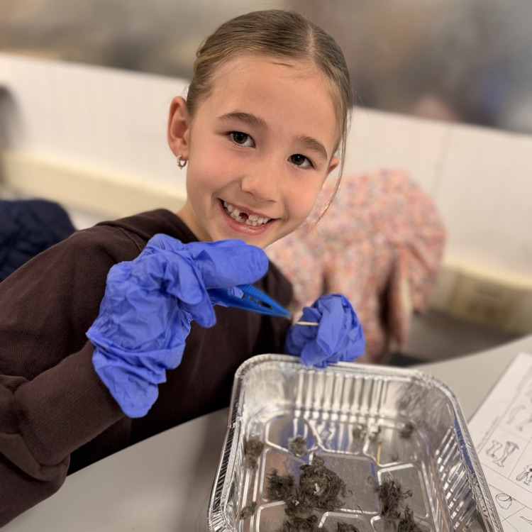 Student dissecting owl pellets! 