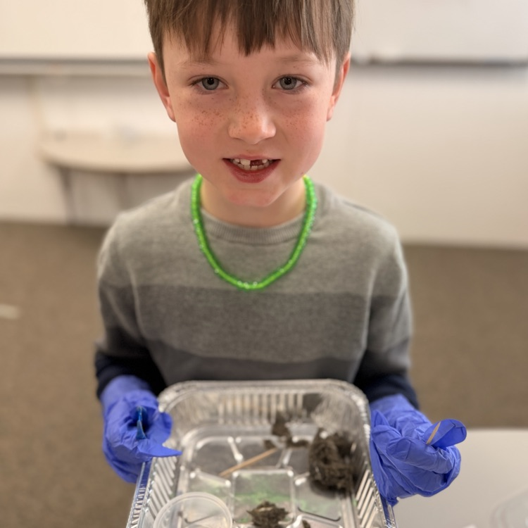 Student dissecting owl pellets! 