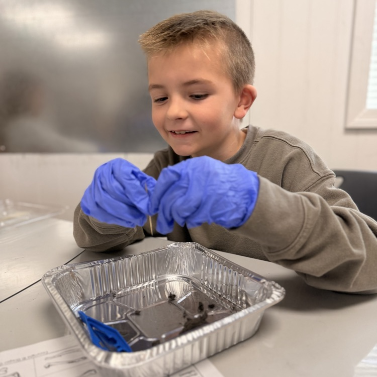 Student dissecting owl pellets! 