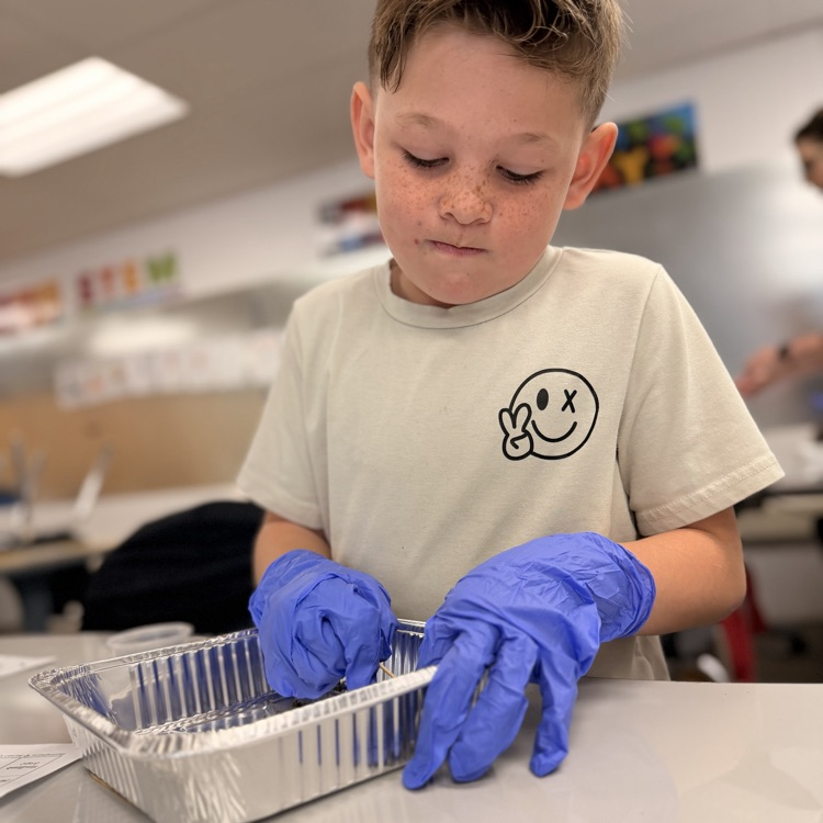 Student dissecting owl pellets! 