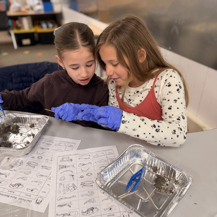 Student dissecting owl pellets! 