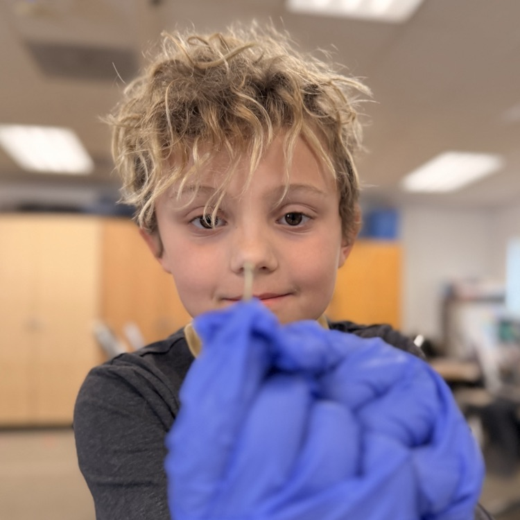 Student dissecting our pellets!