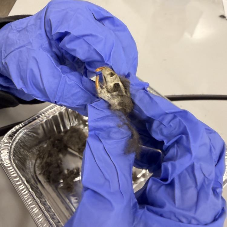 Student dissecting our pellets!