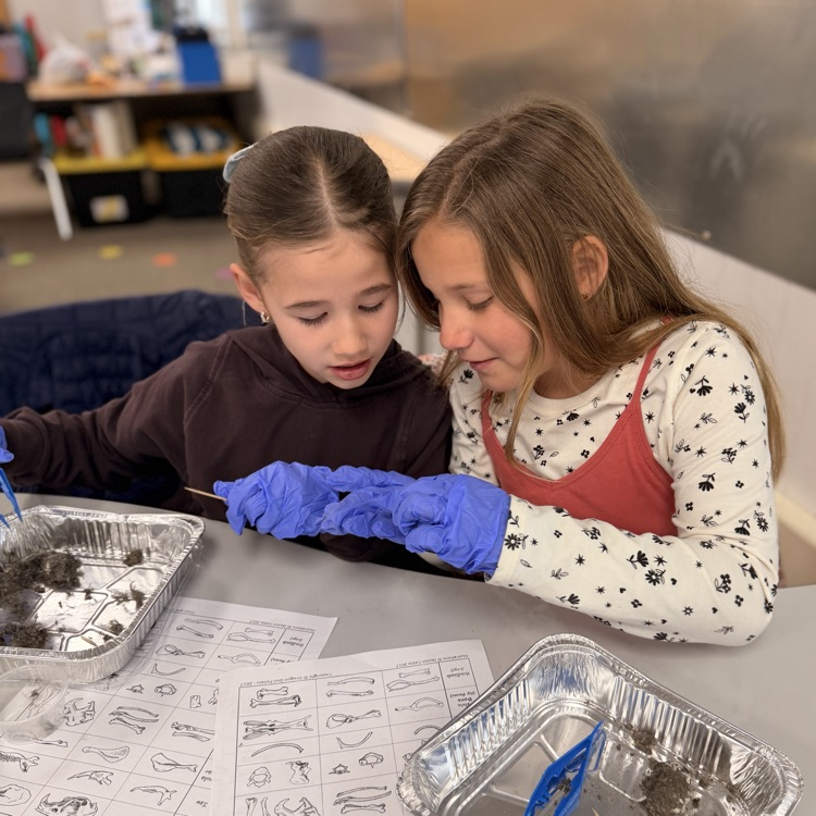 Student dissecting our pellets!