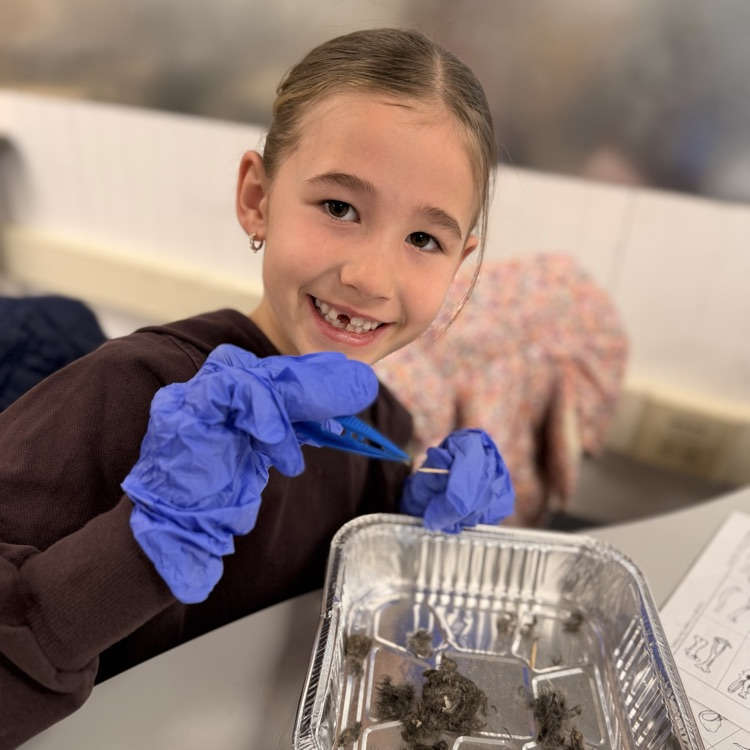 Student dissecting our pellets!