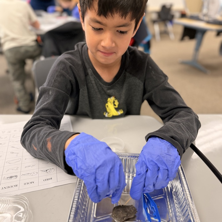Student dissecting our pellets!