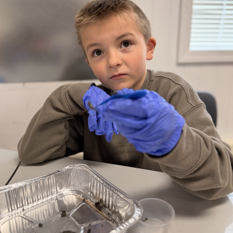 Student dissecting our pellets!