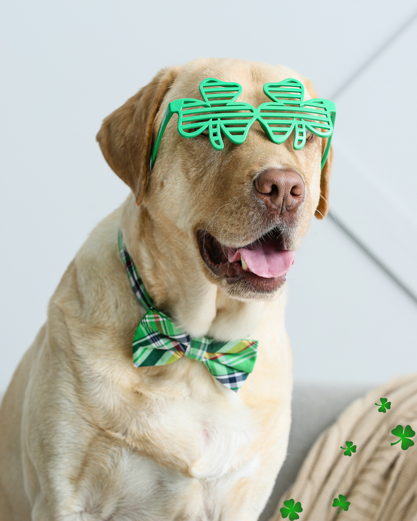Yellow lab dog with shamrock glasses and  plaid bow tie.