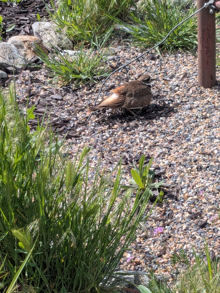 Bird sitting on next in wetlands. 