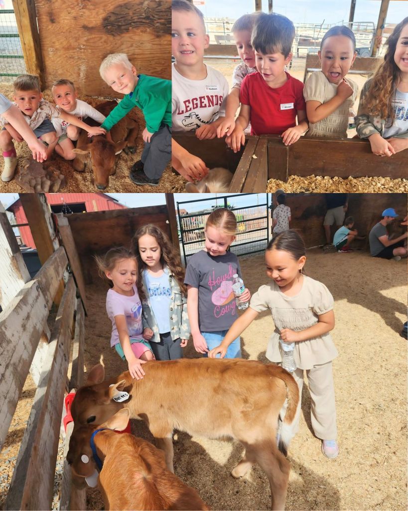 Students gently pet and observe calves inside a barn and outdoor pen, smiling and interacting with the animals during a farm field trip.