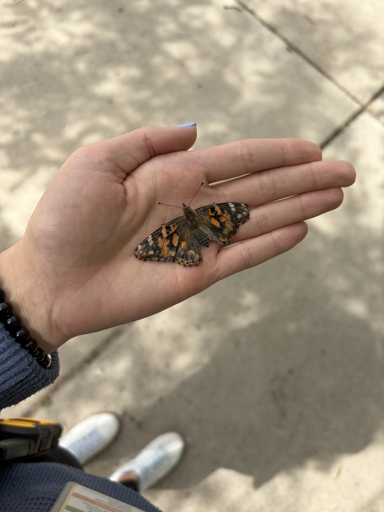 Butterfly on a hand