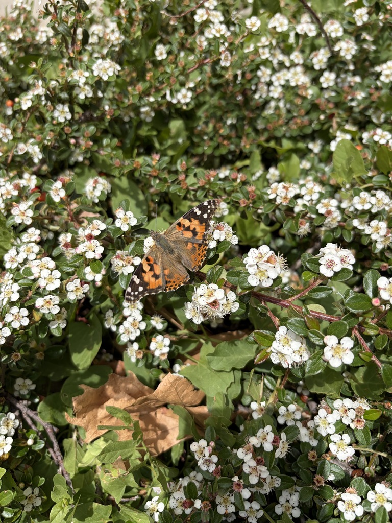 Butterfly on the flower bush