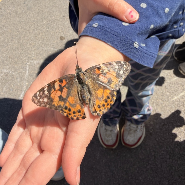 Layton Elementary Butterflies! 