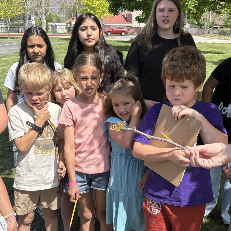 Layton Elementary Butterflies! 