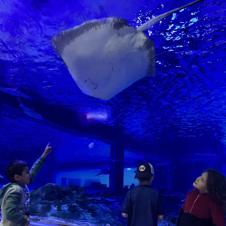 aquarium