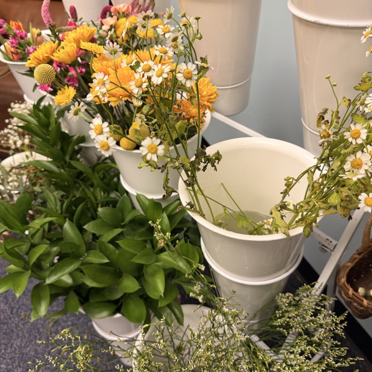 Fresh Flowers