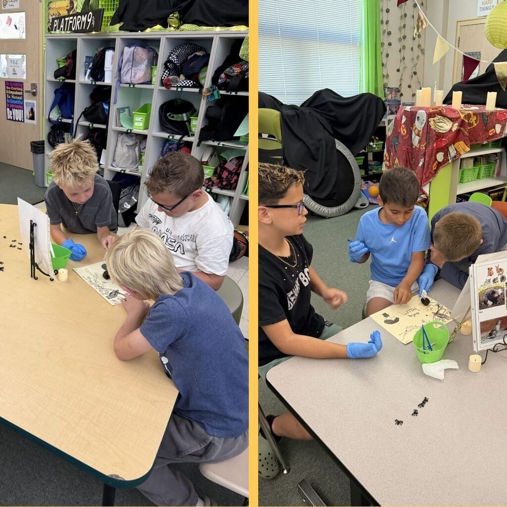 Students in a classroom dissecting owl pellets. 
